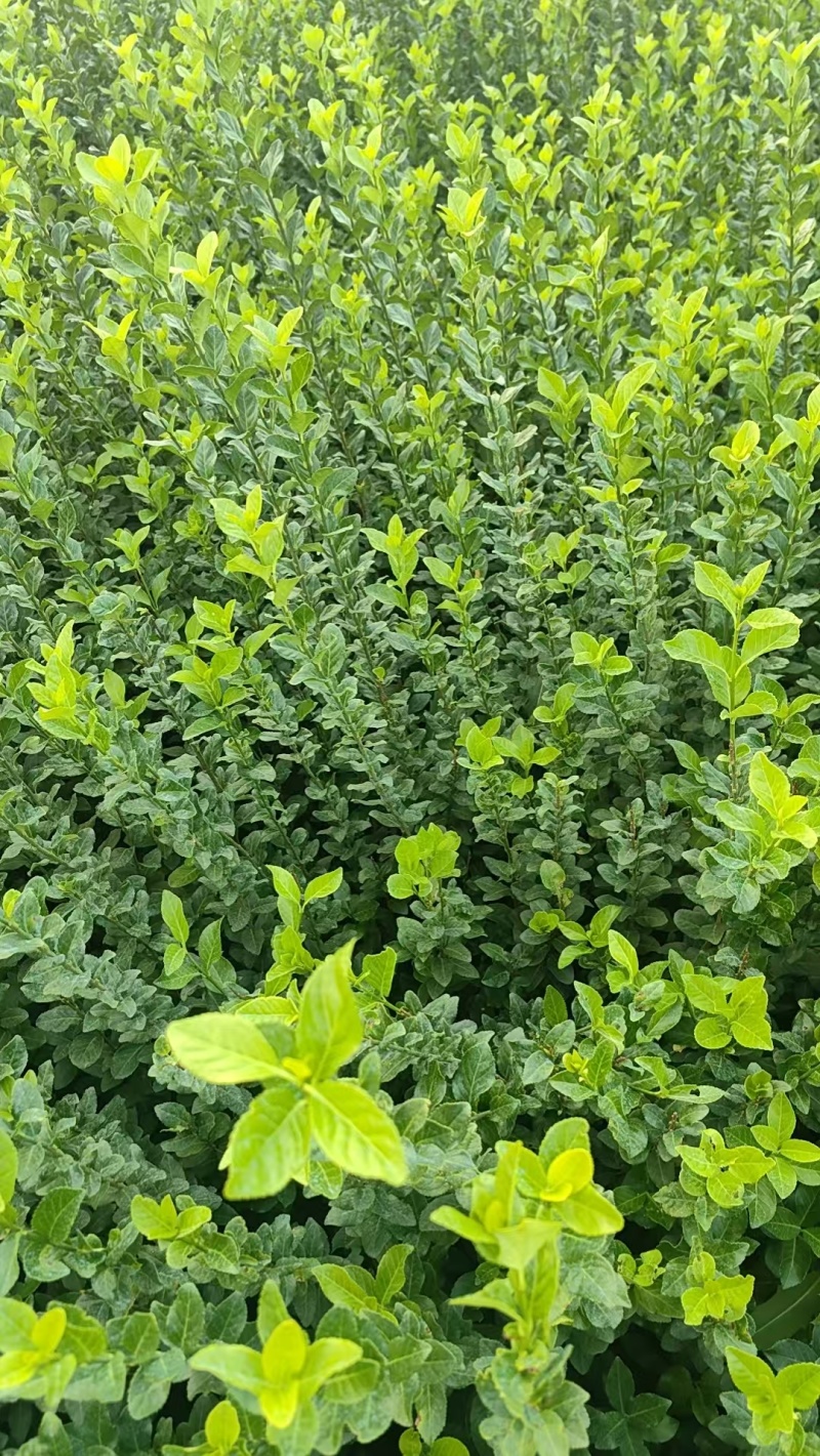 卫矛规格齐全茅球包存活视频看货价格美丽全国可发