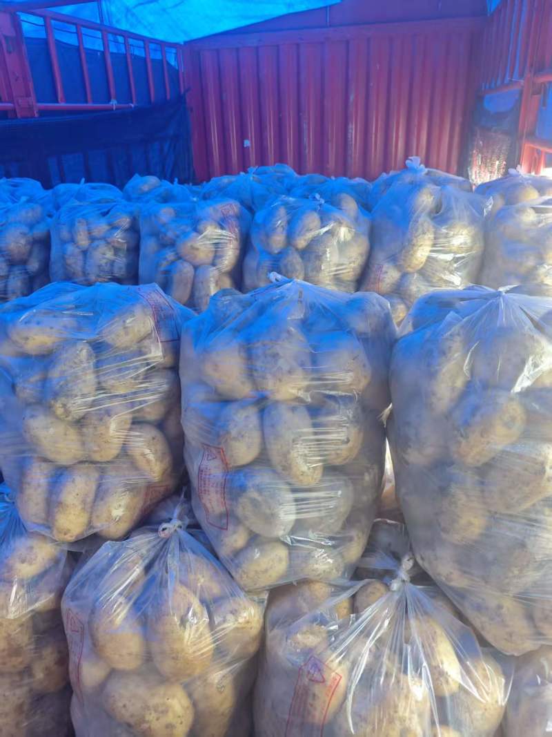 黄心土豆新鲜上市量大从优产地直发保质保量欢迎来电