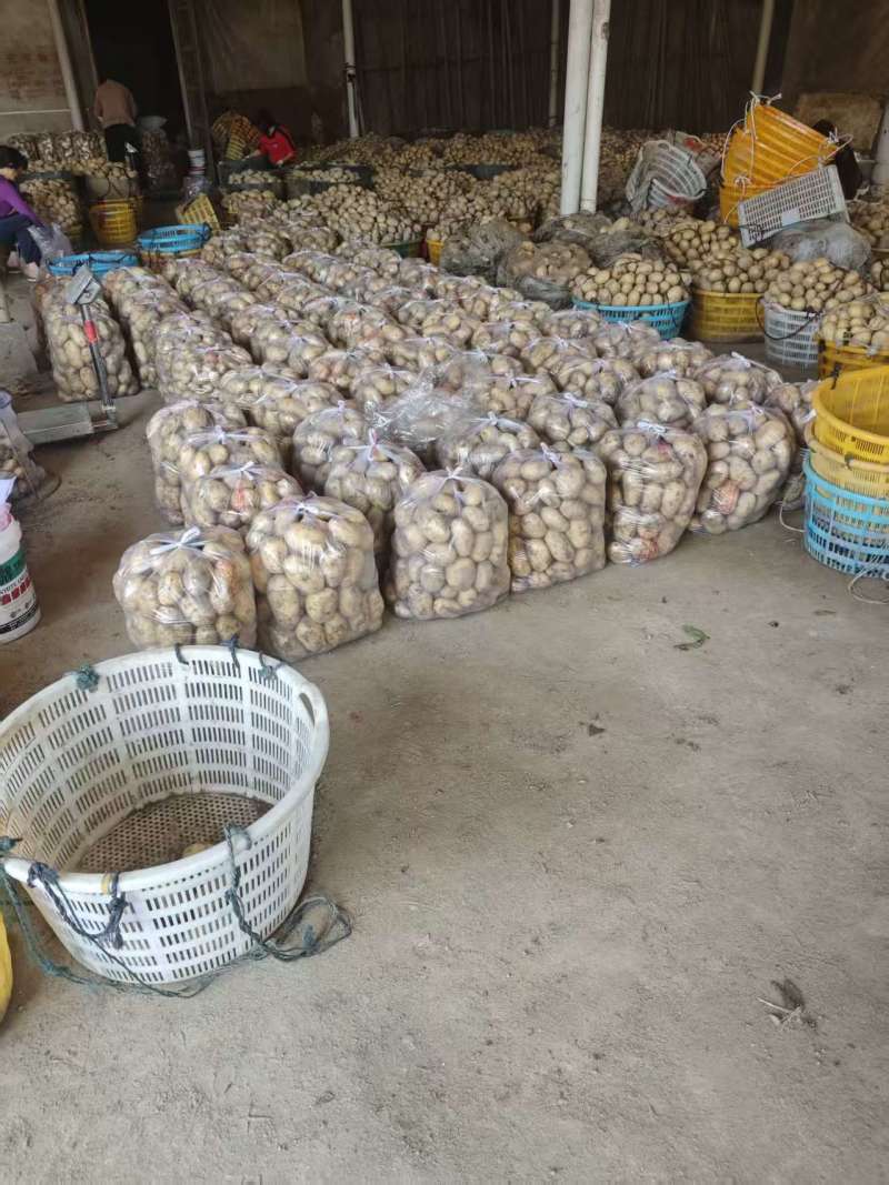 黄心土豆新鲜上市量大从优产地直发保质保量欢迎来电