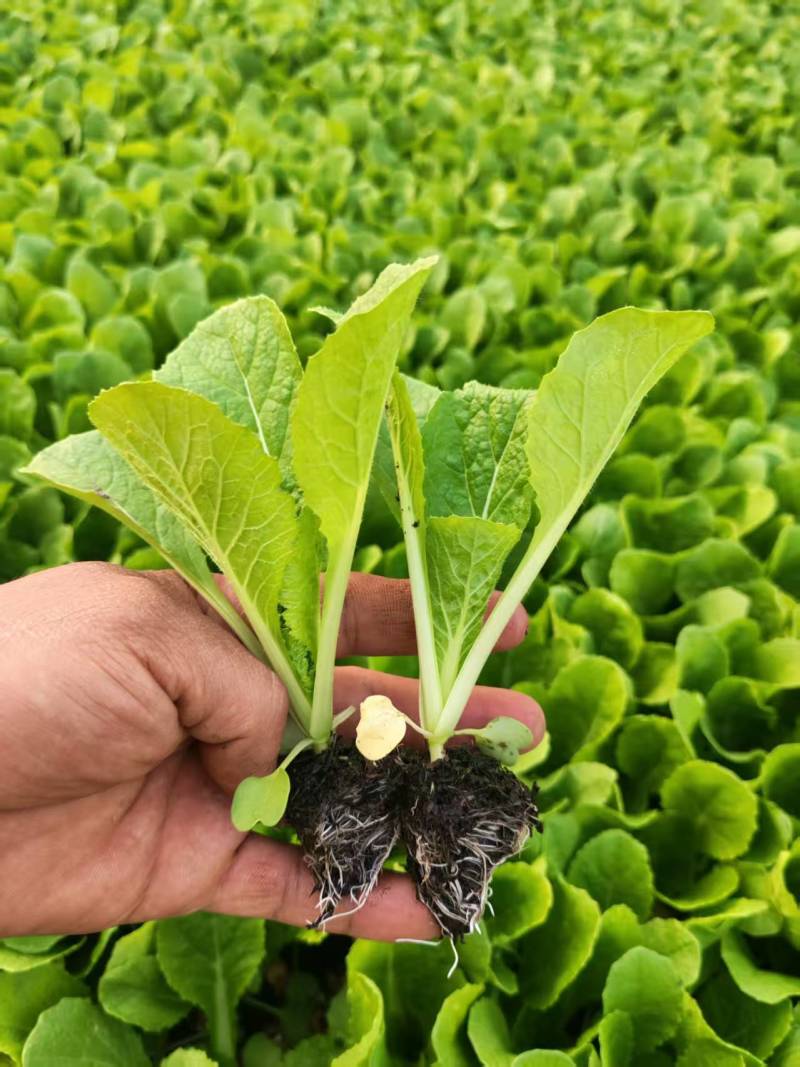 白菜苗德高117大白菜苗量大从优可视频看货对接全国