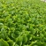 白菜苗德高117大白菜苗量大从优可视频看货对接全国