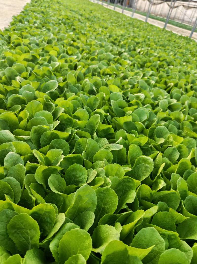 白菜苗德高117大白菜苗量大从优可视频看货对接全国