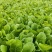 白菜苗德高117大白菜苗量大从优可视频看货对接全国
