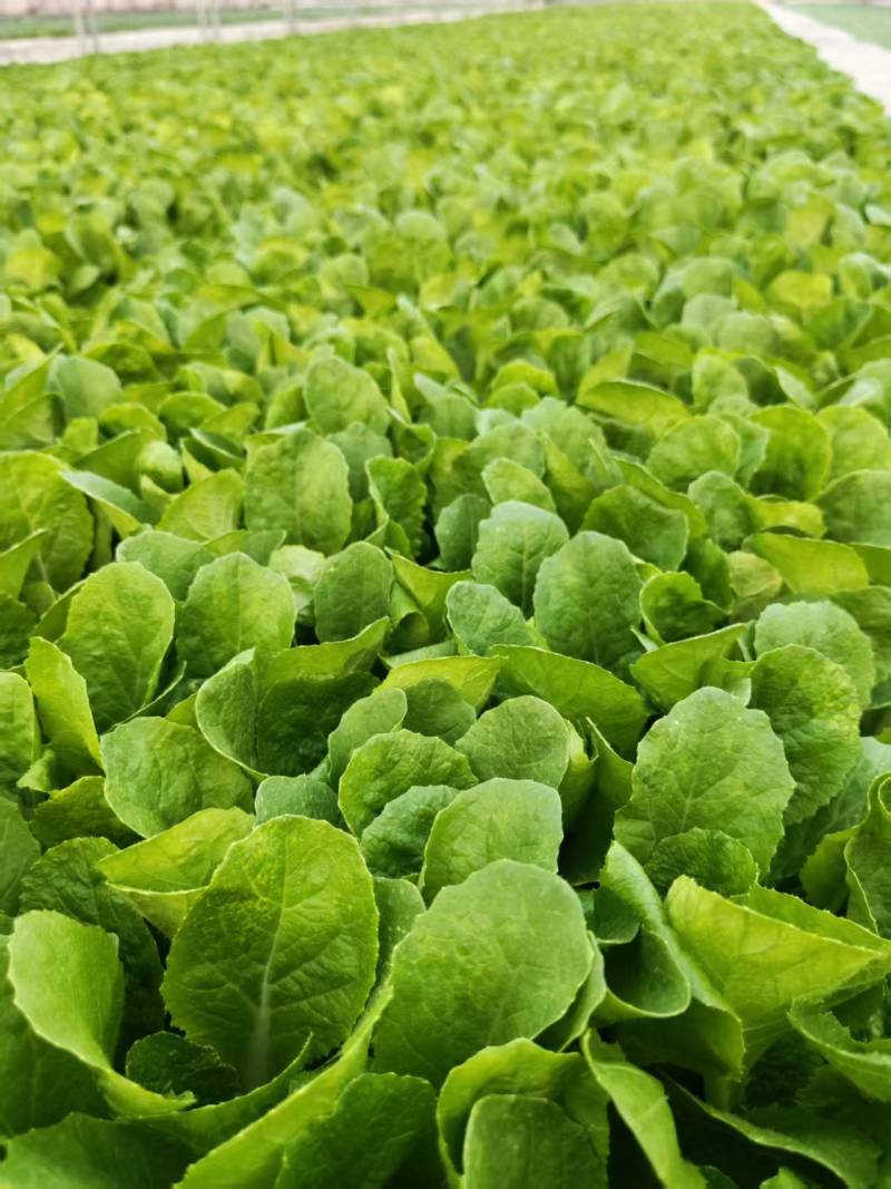 白菜苗德高117大白菜苗量大从优可视频看货对接全国