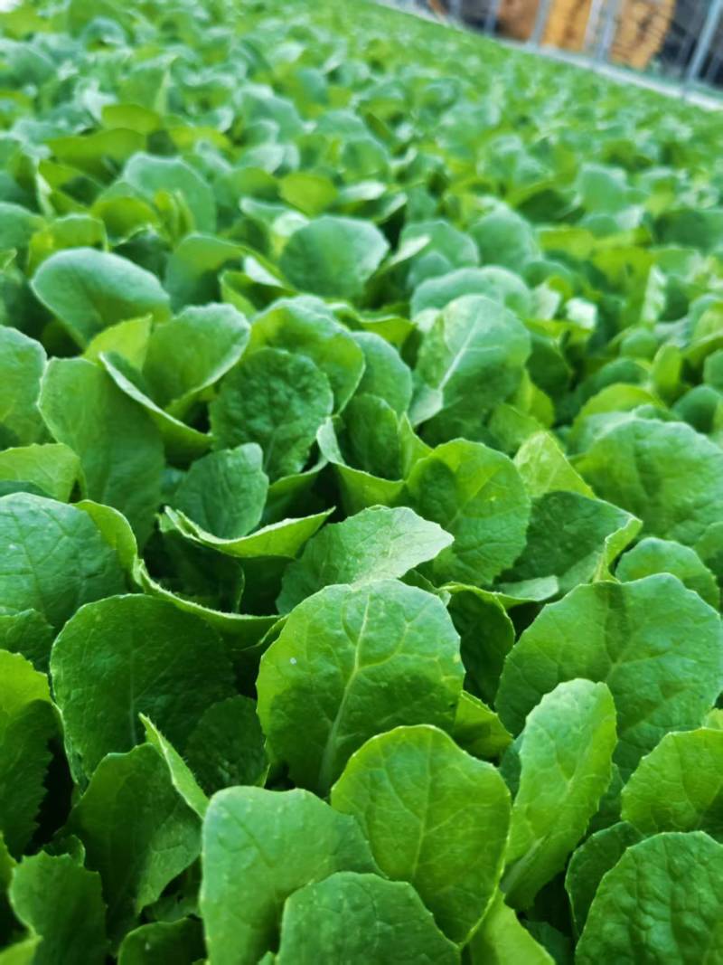 白菜苗德高117大白菜苗量大从优可视频看货对接全国