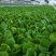 白菜苗德高117大白菜苗量大从优可视频看货对接全国