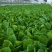 白菜苗德高117大白菜苗量大从优可视频看货对接全国