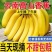 实力供应链一件代发高山香蕉高品质**价格