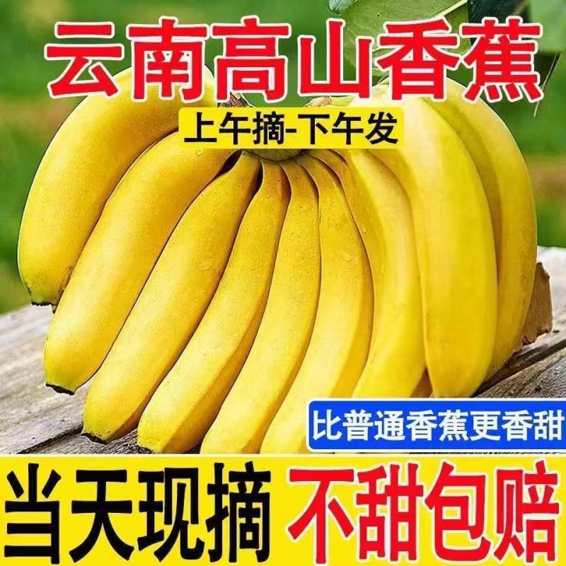 实力供应链一件代发高山香蕉高品质**价格