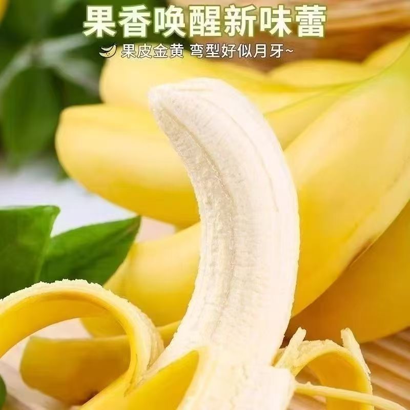 实力供应链一件代发高山香蕉高品质**价格
