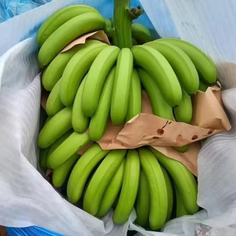 实力供应链一件代发高山香蕉高品质**价格
