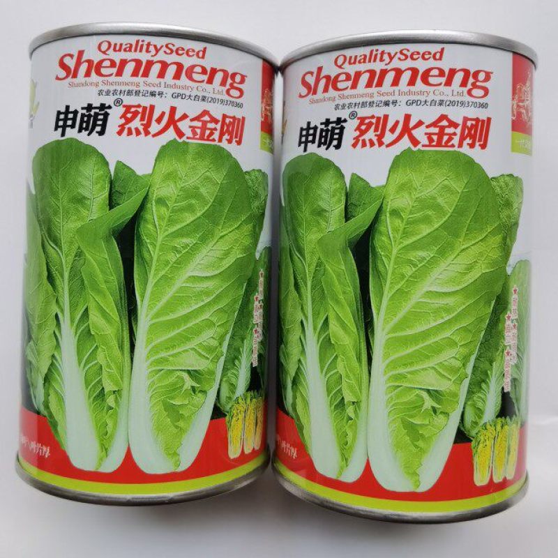 烈火金刚快菜种子耐热耐湿抗热速生快菜蔬菜种子
