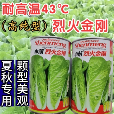 烈火金刚快菜种子耐热耐湿抗热速生快菜蔬菜种子