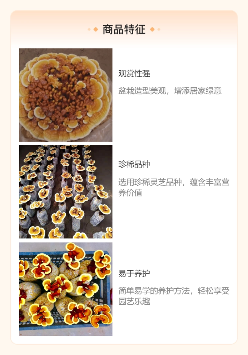 批发活体灵芝灵芝盆栽灵芝种苗