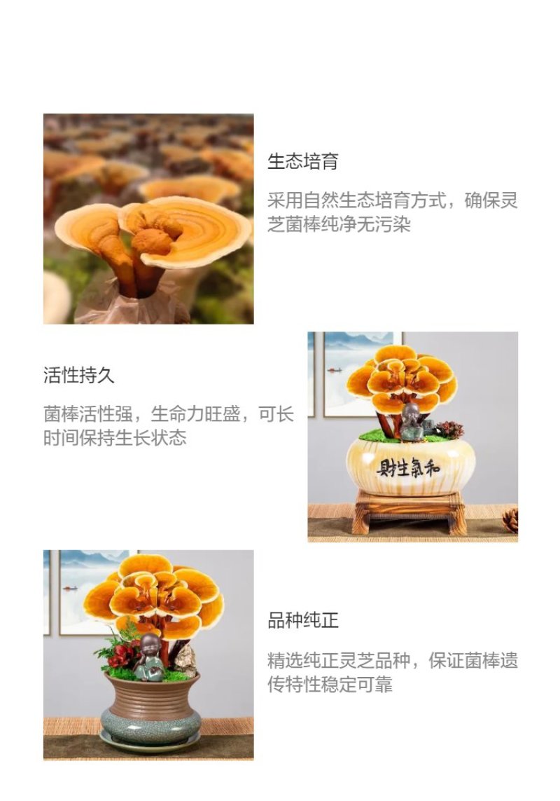 批发活体灵芝灵芝盆栽灵芝种苗