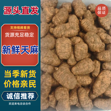 鲜天麻，云南天麻湖北天麻陕西天麻四川天麻甘肃天麻产地直