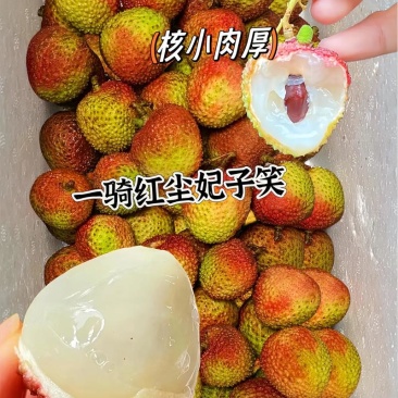 广东妃子笑荔枝基地一手货源全国发货保质保量