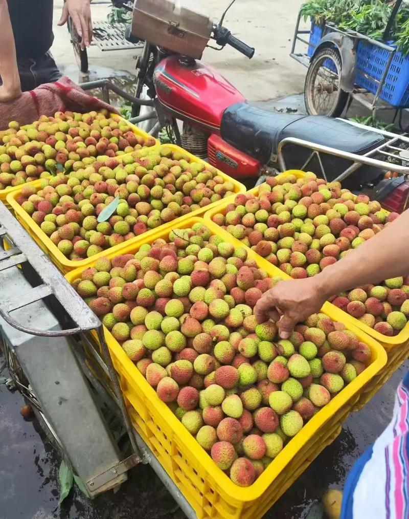 广东妃子笑荔枝基地一手货源全国发货保质保量