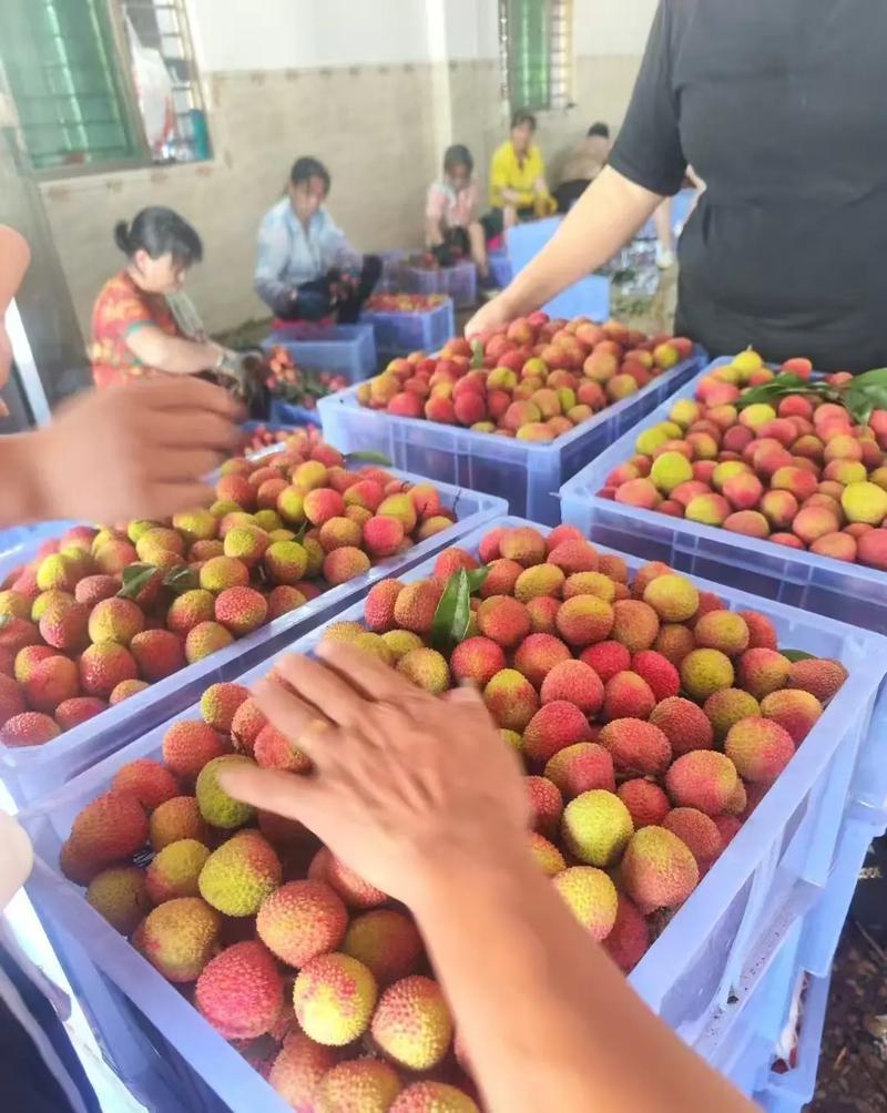广东妃子笑荔枝基地一手货源全国发货保质保量