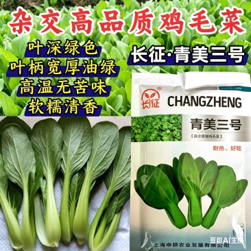 青美三号鸡毛菜种子耐热耐湿杂交上海青夏秋绿梗速生青梗菜种