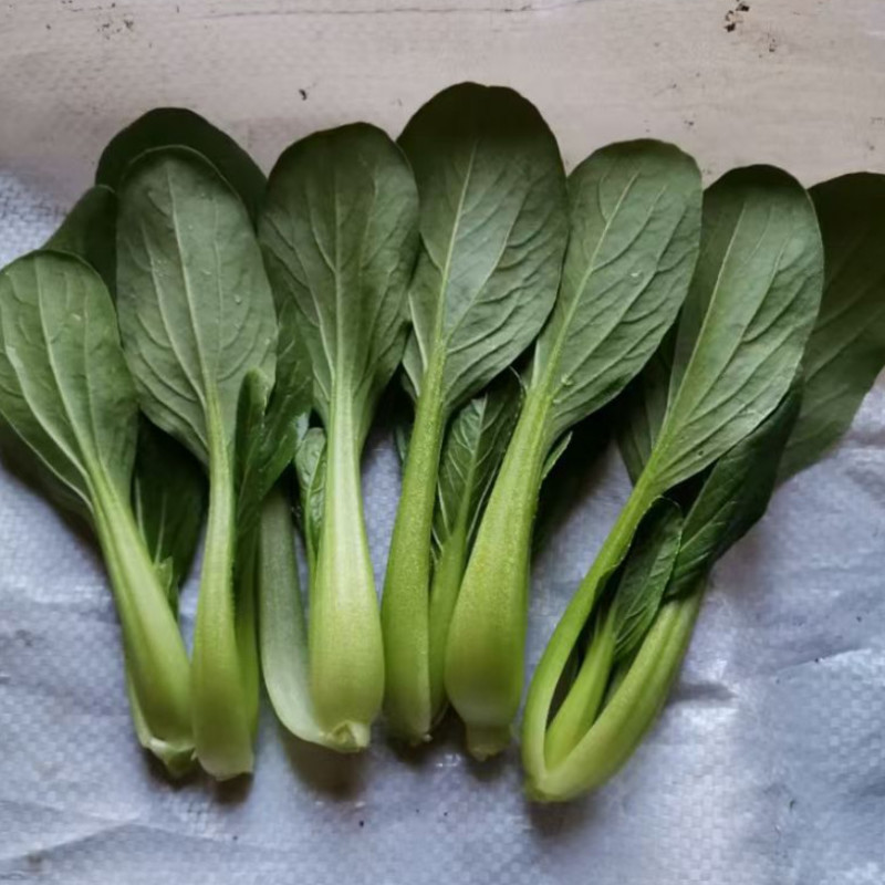 青美三号鸡毛菜种子耐热耐湿杂交上海青夏秋绿梗速生青梗菜种