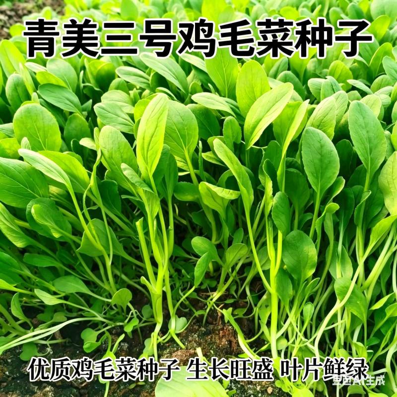 青美三号鸡毛菜种子耐热耐湿杂交上海青夏秋绿梗速生青梗菜种