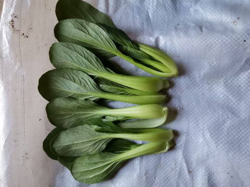 青美三号鸡毛菜种子耐热耐湿杂交上海青夏秋绿梗速生青梗菜种