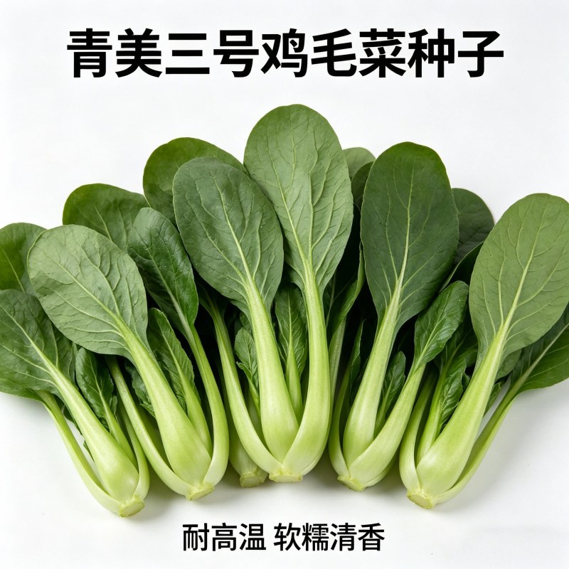 青美三号鸡毛菜种子耐热耐湿杂交上海青夏秋绿梗速生青梗菜种