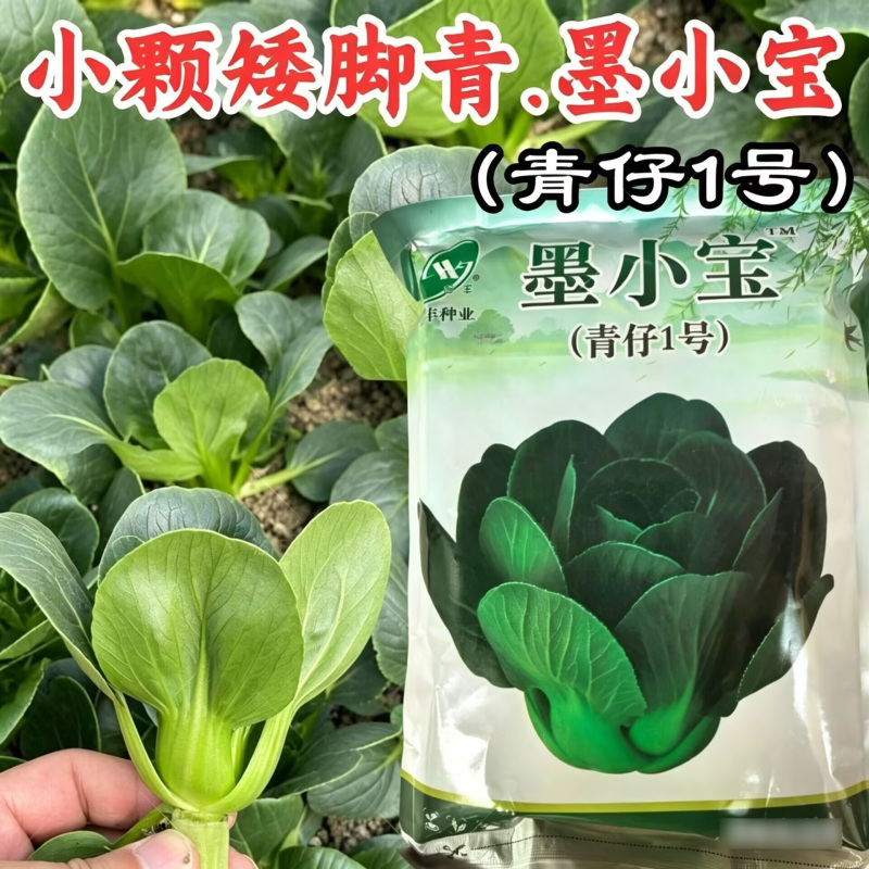 小青仔苏州青种子墨小宝矮颗黑叶小青菜耐寒秋冬矮脚苏州青种
