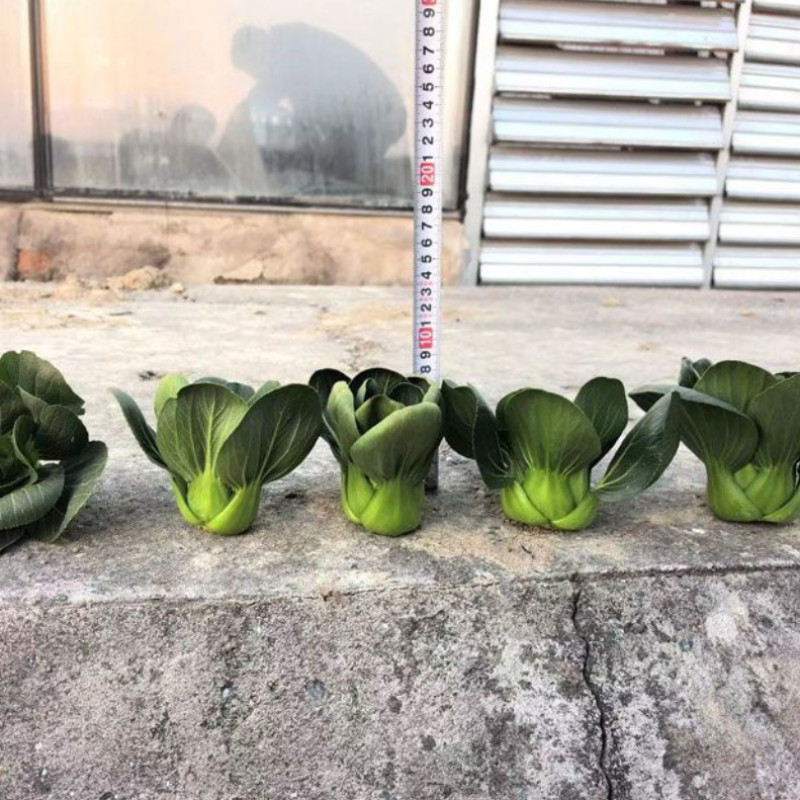 小青仔苏州青种子墨小宝矮颗黑叶小青菜耐寒秋冬矮脚苏州青种