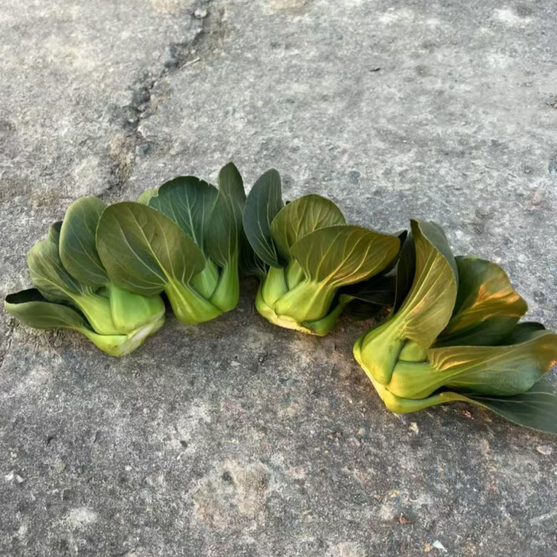 小青仔苏州青种子墨小宝矮颗黑叶小青菜耐寒秋冬矮脚苏州青种