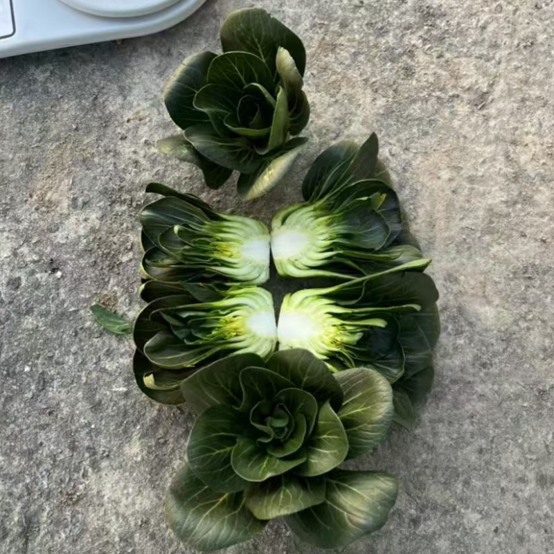 小青仔苏州青种子墨小宝矮颗黑叶小青菜耐寒秋冬矮脚苏州青种