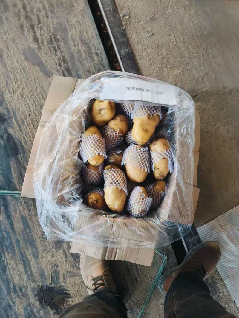 山东平阴黄心土豆🥔/产地直发/量大从优/货源充足/欢迎联系