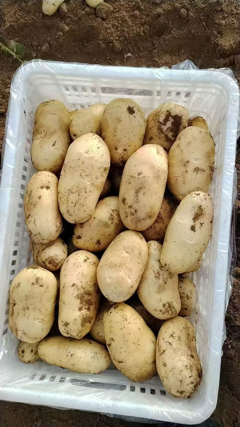 山东精品黄心土豆/量大从优货源充足视频看货欢迎联系