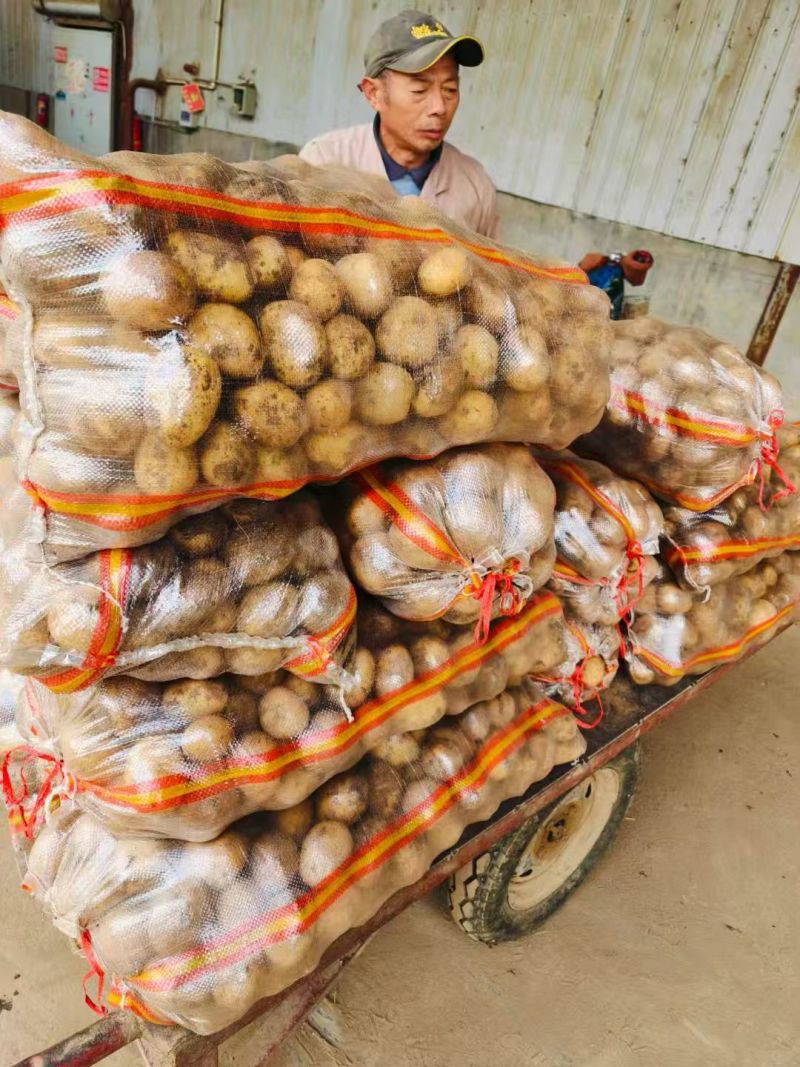 山东精品黄心土豆/量大从优货源充足视频看货欢迎联系