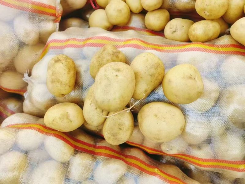 山东精品黄心土豆/量大从优货源充足视频看货欢迎联系