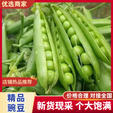 豌豆豌豆角甜豌豆产地直发诚信经营对接全国