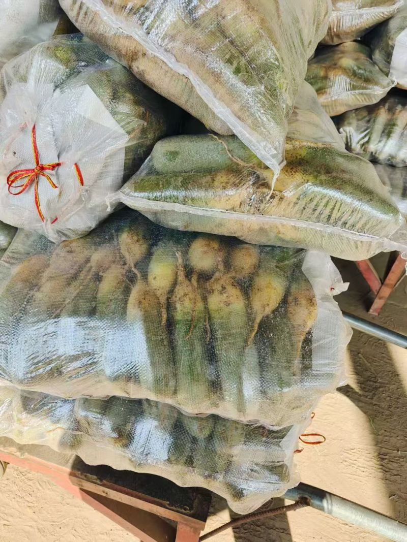 山东平阴青萝卜/冰激凌萝卜/0.5斤起/量大从优
