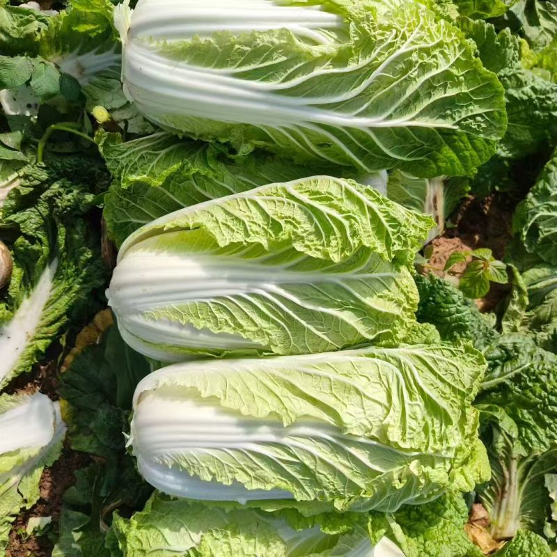 北京新三号白菜4~6斤净菜/货源充足/量大价优/欢迎联系