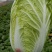 北京新三号白菜4~6斤净菜/货源充足/量大价优/欢迎联系