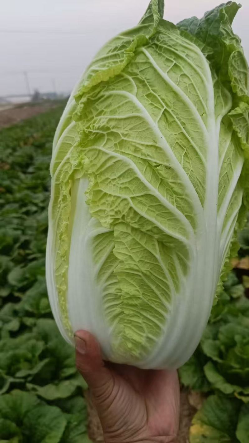 北京新三号白菜4~6斤净菜/货源充足/量大价优/欢迎联系