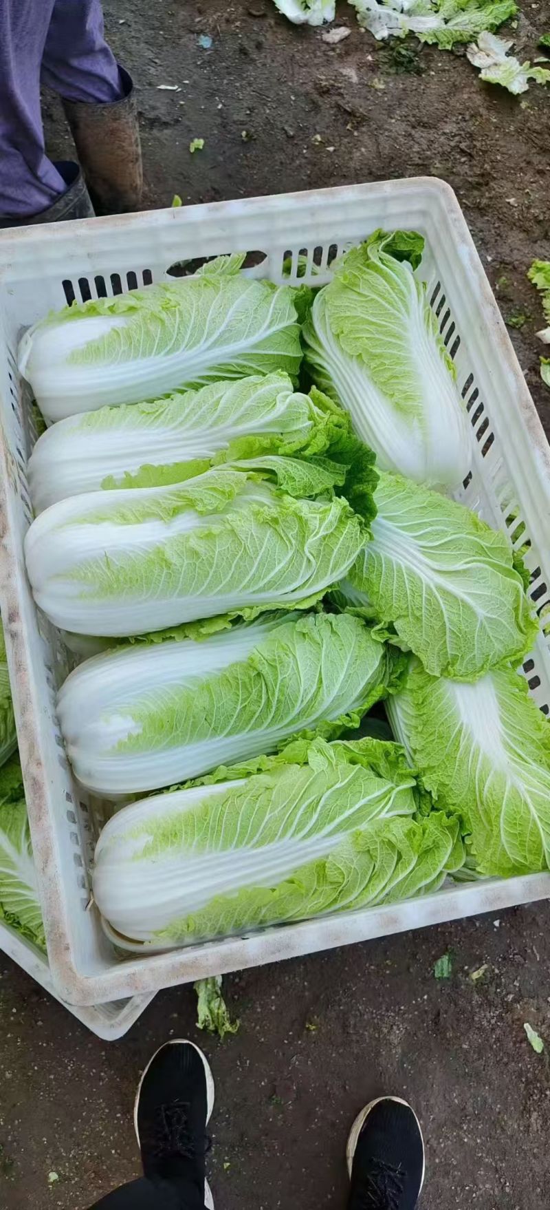 北京新三号白菜4~6斤净菜/货源充足/量大价优/欢迎联系