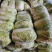北京新三号白菜4~6斤净菜/货源充足/量大价优/欢迎联系
