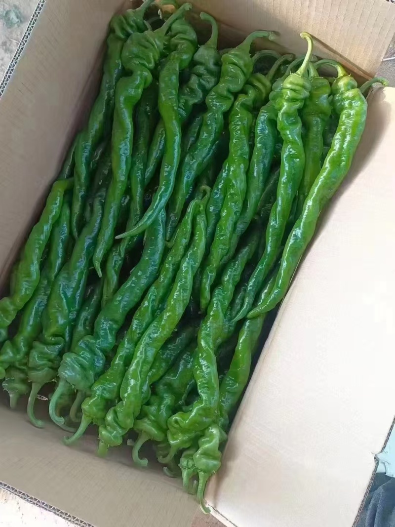 陕西自家种植珑椒条形好硬度好耐运输储存按需求分拣装袋