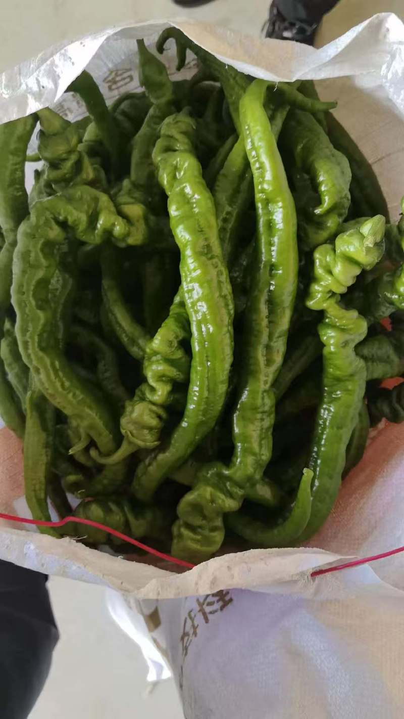 陕西自家种植珑椒条形好硬度好耐运输储存按需求分拣装袋
