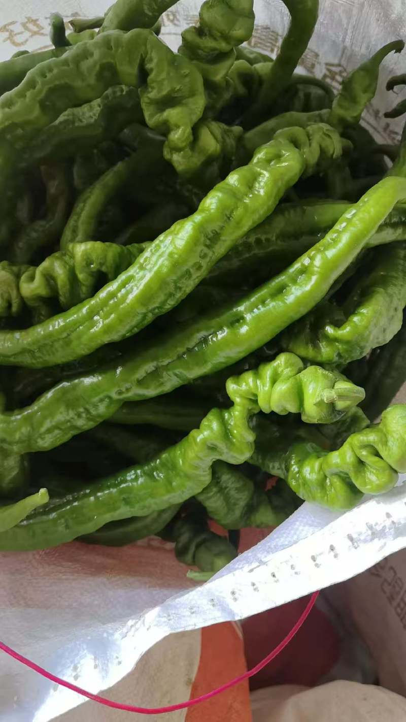 陕西自家种植珑椒条形好硬度好耐运输储存按需求分拣装袋