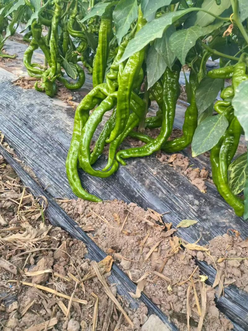 陕西自家种植珑椒条形好硬度好耐运输储存按需求分拣装袋