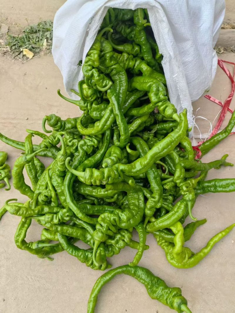 陕西自家种植珑椒条形好硬度好耐运输储存按需求分拣装袋