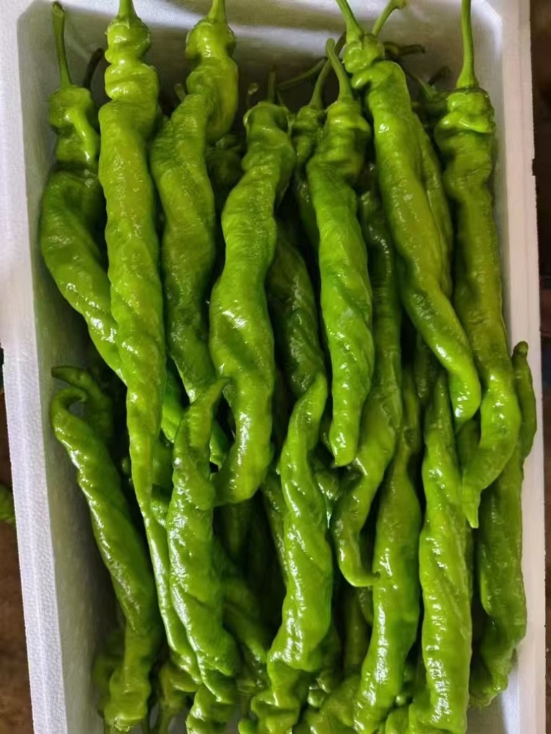 陕西自家种植珑椒条形好硬度好耐运输储存按需求分拣装袋