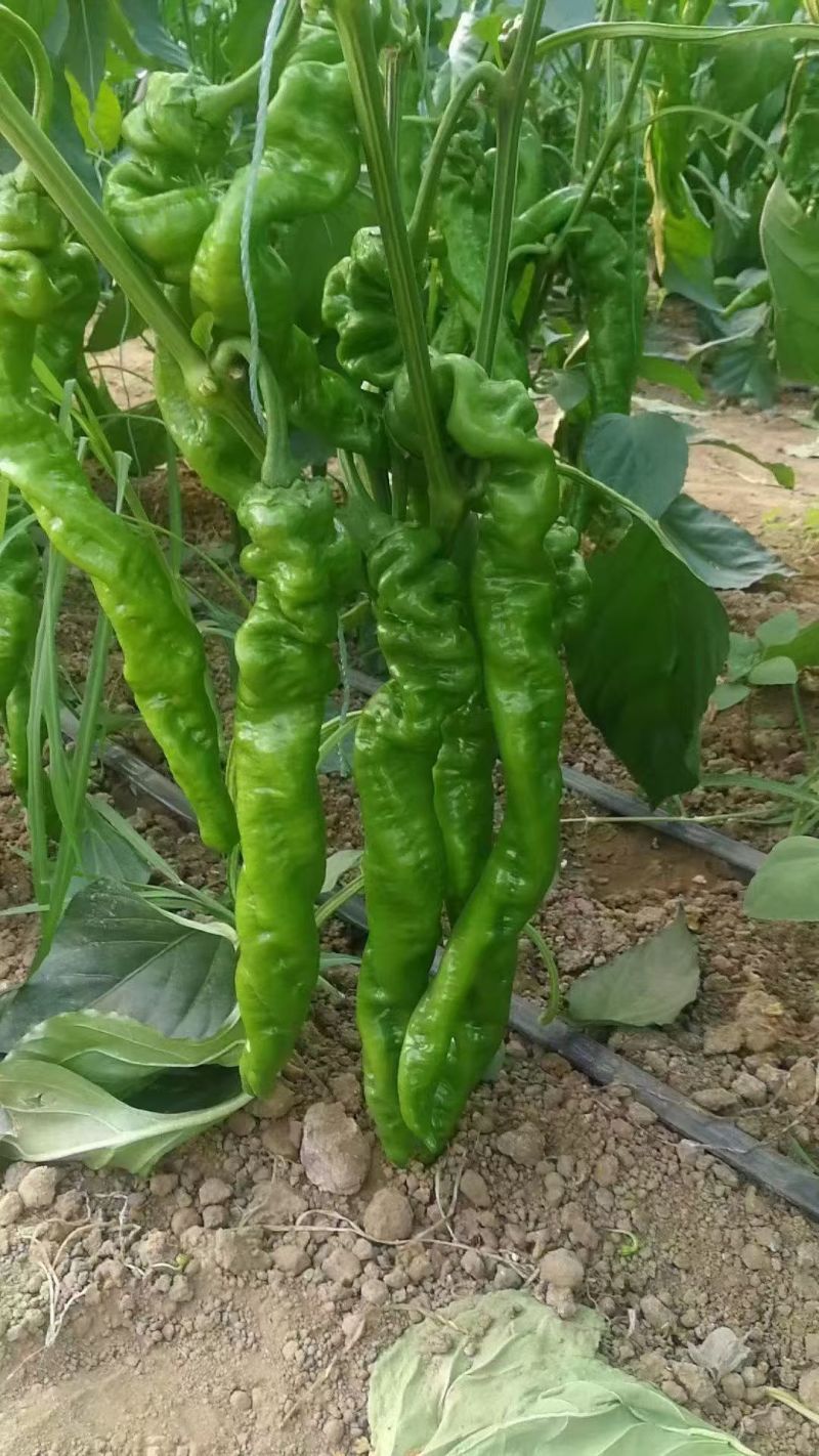 陕西自家种植珑椒条形好硬度好耐运输储存按需求分拣装袋